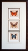 Butterfly Triptych